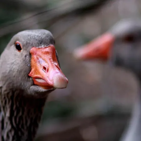 Lägenhet Pipi Vityillo *