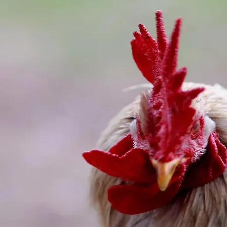 Pipi Vityillo Lägenhet Fuzerradvany