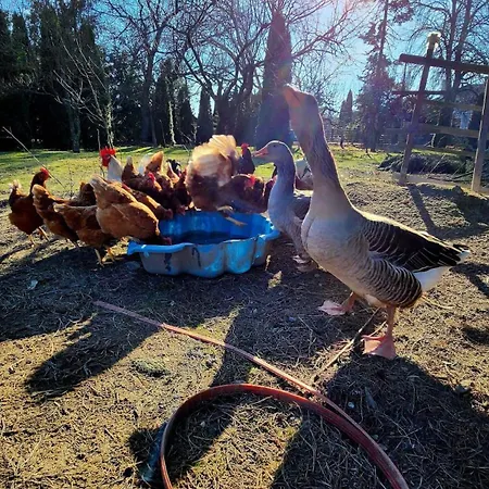 Apartament Pipi Vityillo Fuzerradvany